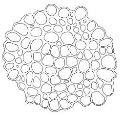Ardeuma recurvirostrum, stem cross-section. Drawn from J.K. Bartlett 23082, CHR 351308.
 Image: R.D. Seppelt © R.D.Seppelt All rights reserved